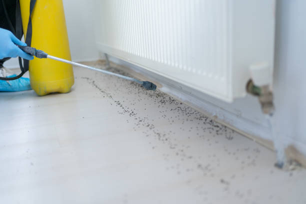 Best Mosquito Control Services  in Island City, OR