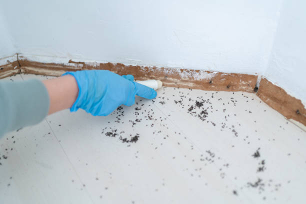 Reliable Island City, OR Pest Control Solutions